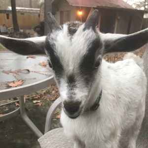 Meet Moses  My new PFF!